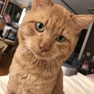 人懐っこい 茶トラくん！