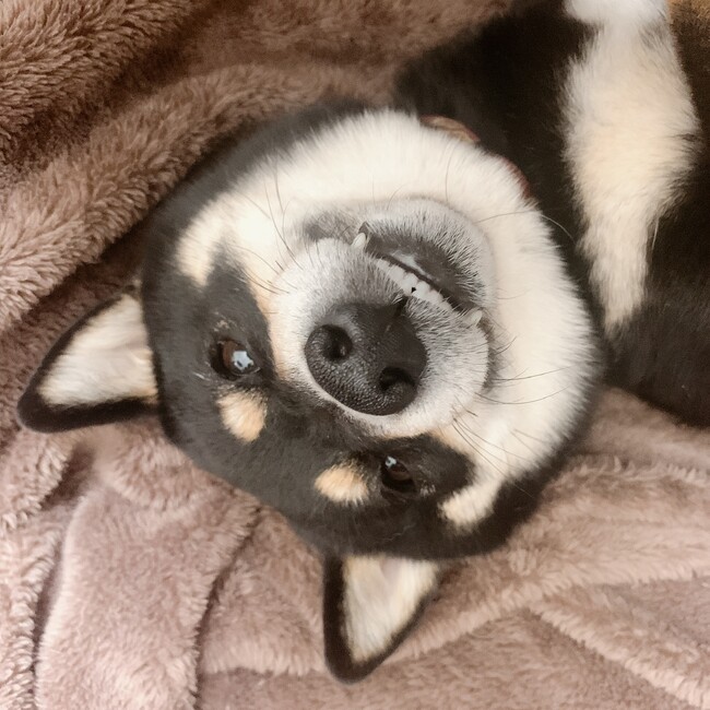 まろやぎのカバー写真