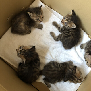 赤にゃん   急募