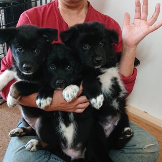 約3ヶ月の子犬