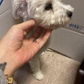 トイプー&マルチーズのMIX女の子、生後6ヶ月