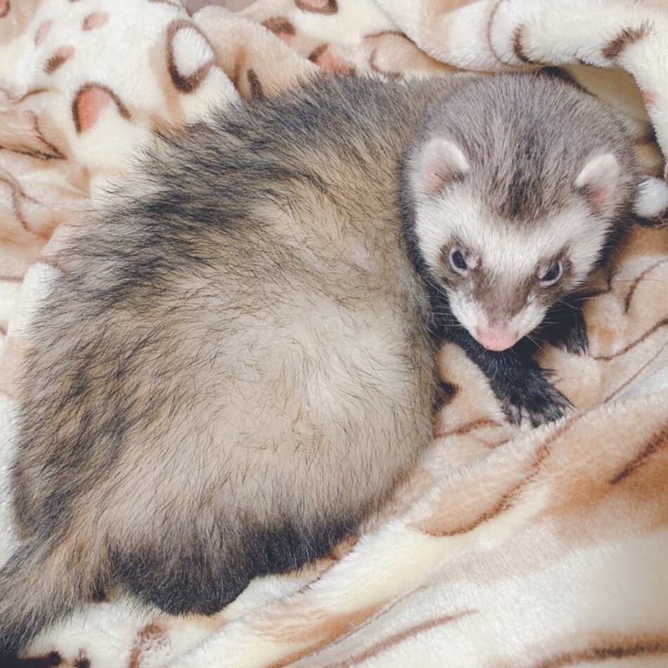 つくねのカバー写真