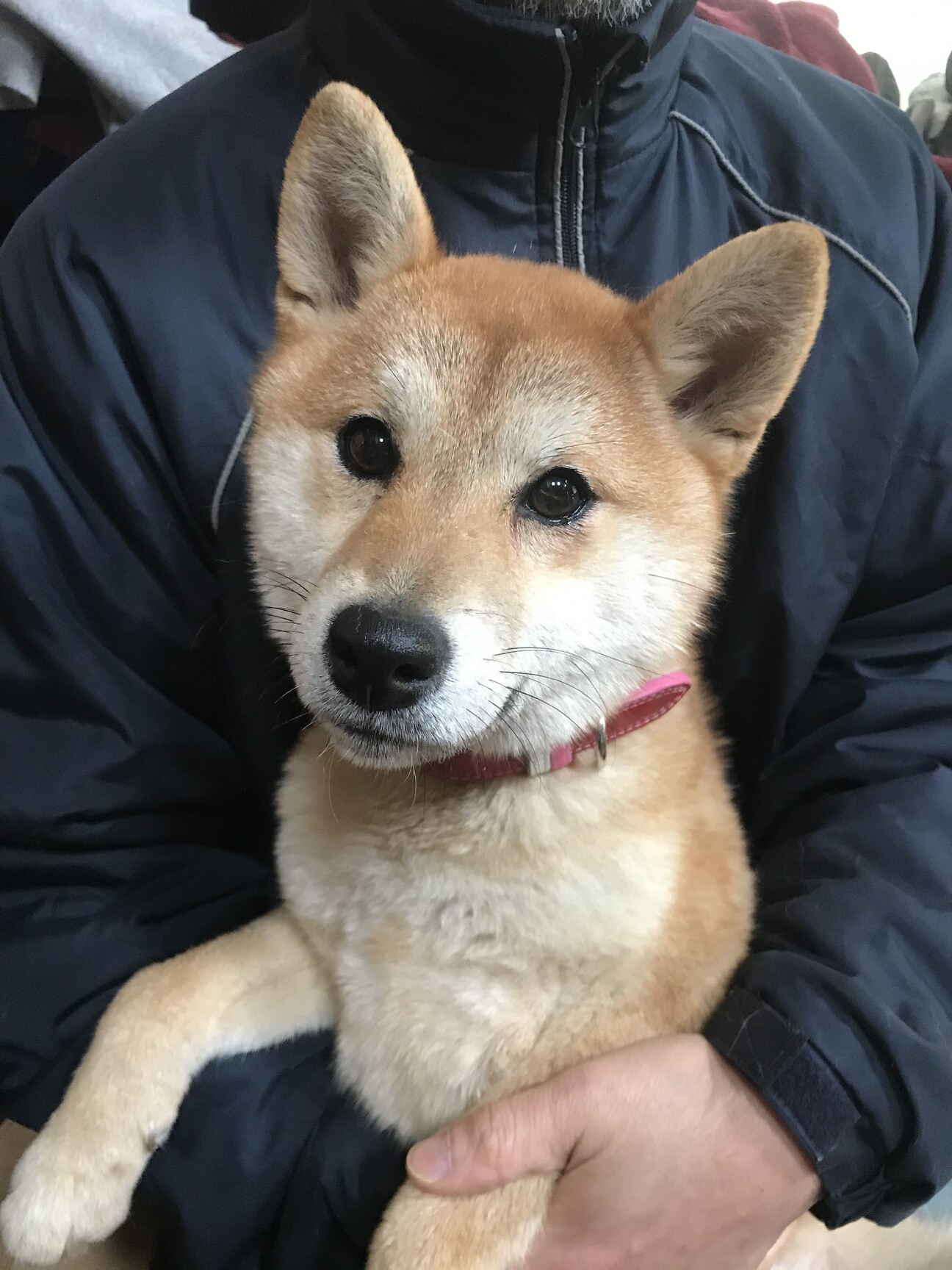 性格良しの小さな1歳柴犬 山梨県 犬の里親募集 ペットのおうち 月間利用者150万人