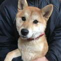 性格良しの小さな1歳柴犬の女の子