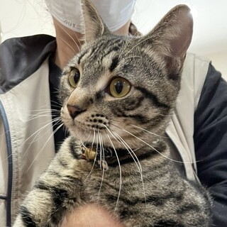 ひとなっこい小柄なキジトラ男の子❤️雨