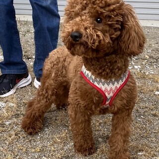 一旦募集中止します