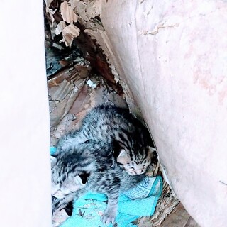 感謝、3匹、子猫