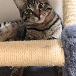 「ココ君、里親様決まりました！」サムネイル2