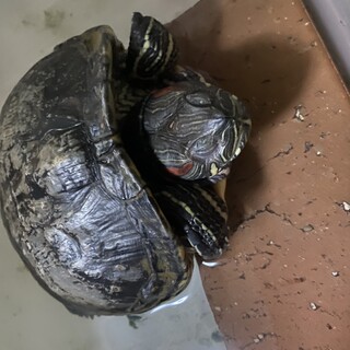 ミドリガメの里親さんを探しています。