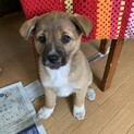 まんまるオメメの可愛い垂れ耳仔犬