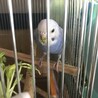 とわりん