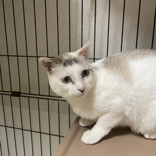 面倒見のいいお母さん猫です