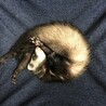 里親さん募集です！ サムネイル2