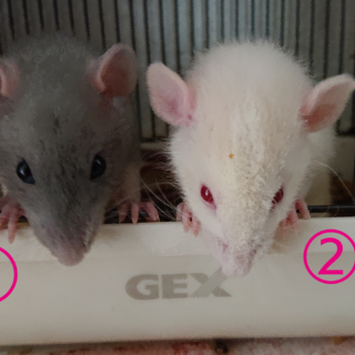 ラット女の子２匹