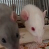 ラット女の子２匹 サムネイル2