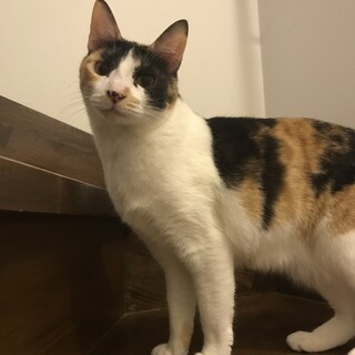 牛柄のお鼻＆毛玉遊び大好き三毛猫レディ