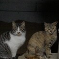 地域猫4匹の里親募集