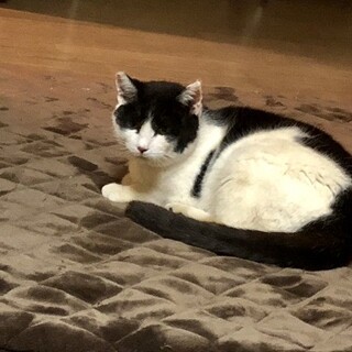 ニヤちゃん♪温かいお家さがしてます