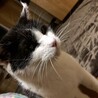 ニヤちゃん♪温かいお家さがしてます サムネイル4