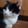 ニヤちゃん♪温かいお家さがしてます サムネイル5
