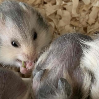 優しい里親様募集