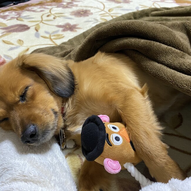 ころ0429のカバー写真
