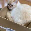 なかのし姉弟ねこ。