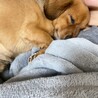今日も定位置でおやすみ