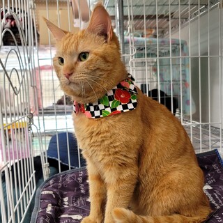 【ﾄﾗｲｱﾙ決定】びっくりするほど甘えん坊です