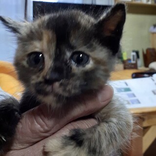 里親決定。アスカちゃん1ヶ月