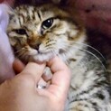 里親決定。ふわキジのリリアンちゃん