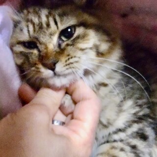 里親決定。ふわキジのリリアンちゃん