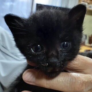 里親決定。シンジ君1ヶ月