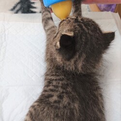 中止(毎日譲渡会は開催)【野崎参道商店街】里親会☆彡第28回　