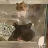 ゴールデンハムスターの里親募集 サムネイル3
