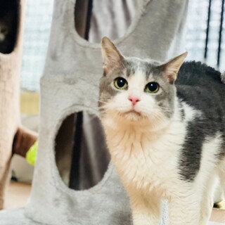 人が好きな甘えん坊です