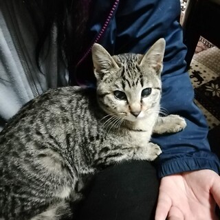 人も猫も大好きなマリアちゃん