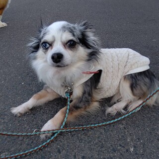 チワワ かんなちゃん７歳　