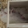 最後2週間です