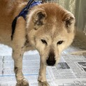 おっとりおじいワンに穏やかな暮らしを