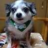 チワワ かんなちゃん７歳　 サムネイル2