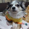 チワワ かんなちゃん７歳　 サムネイル3