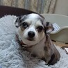 チワワ かんなちゃん７歳　 サムネイル5