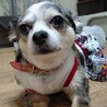 チワワ かんなちゃん７歳　 サムネイル6