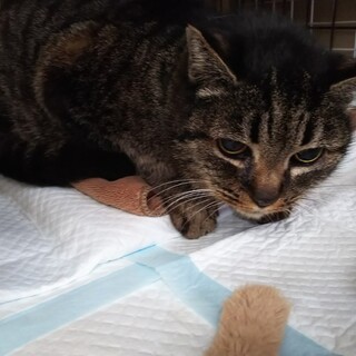 物静かですおしとやかな大人のレディです！