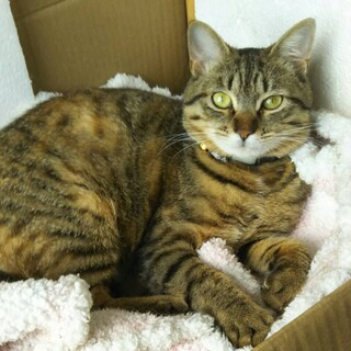 甘えん坊なゆめのすけ君