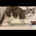 人に慣れていない怪我した野良猫キジ白くん。