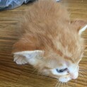 茶トラ男の子の里親さん募集中