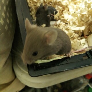 ふわふわ可愛いファンシーマウス