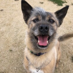 犬猫合同譲渡会 サムネイル1